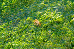 Un granchio su una distesa di lattughe di mare; concept: alghe