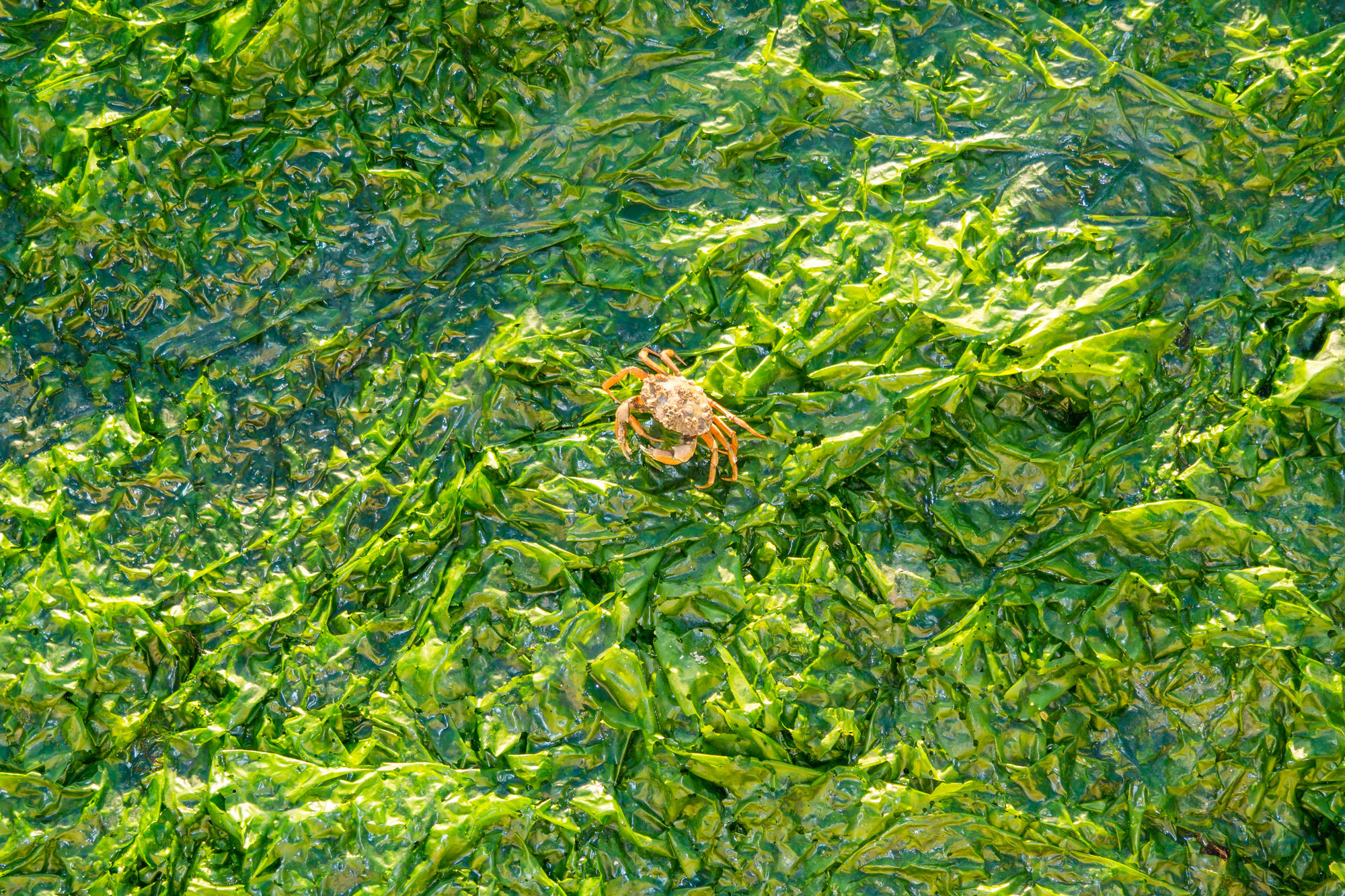 Un granchio su una distesa di lattughe di mare; concept: alghe