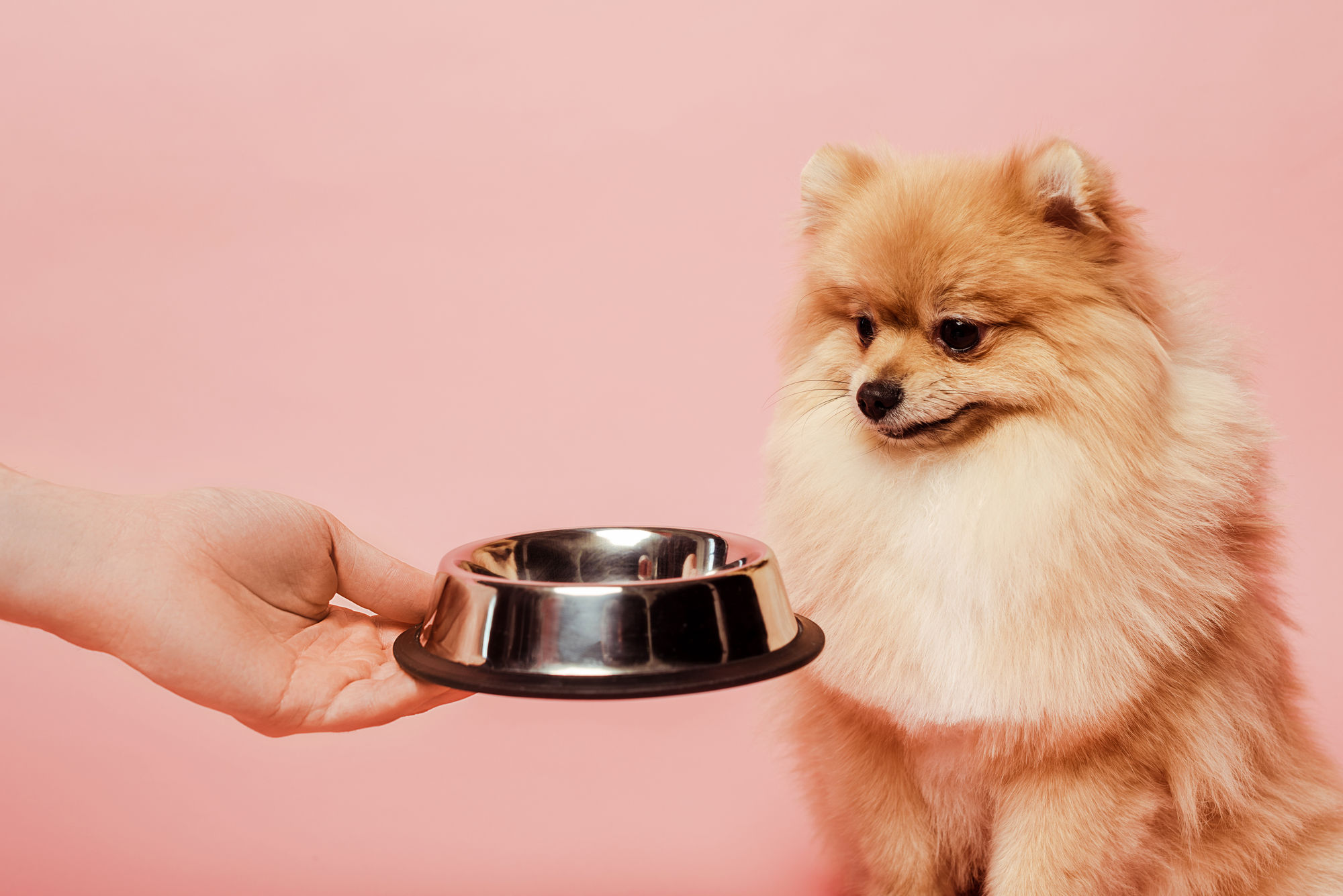 Mano porge una ciotola di cibo per cani a un cane di piccola taglia; concept: pet food