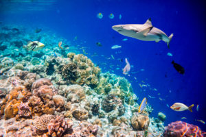 Uno squalo nuota tra i pesci nei pressi di una barriera corallina tropicale