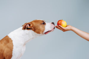 Cane annusa una mela su una mano; concept: petfood vegetale