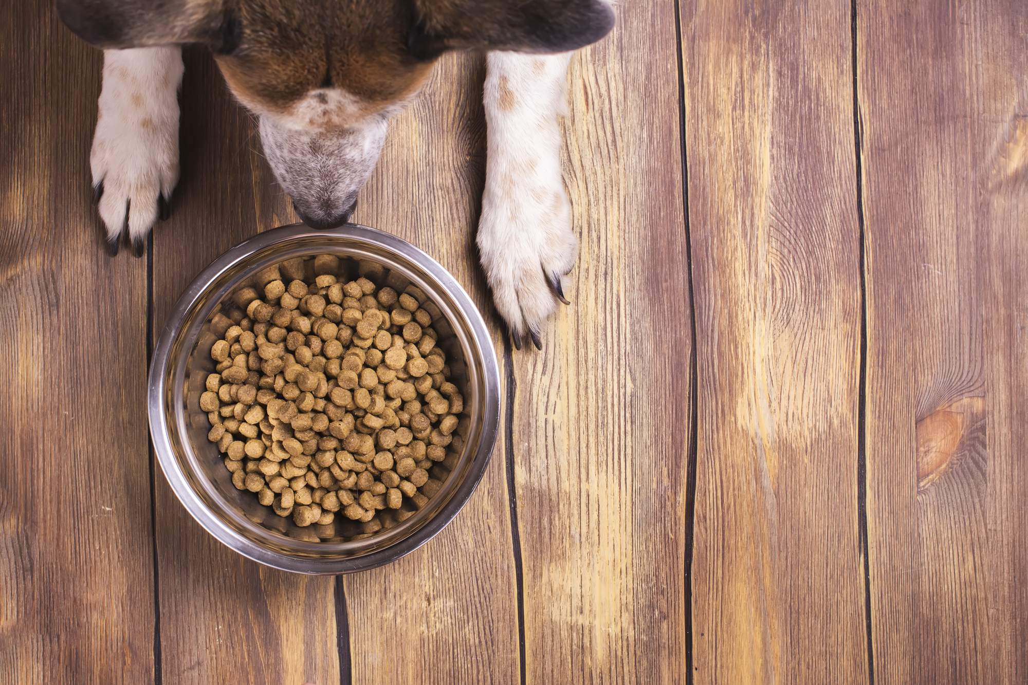 Cane davanti a ciotola di crocchette su un pavimento di legno; concept: pet food, cibo per cani