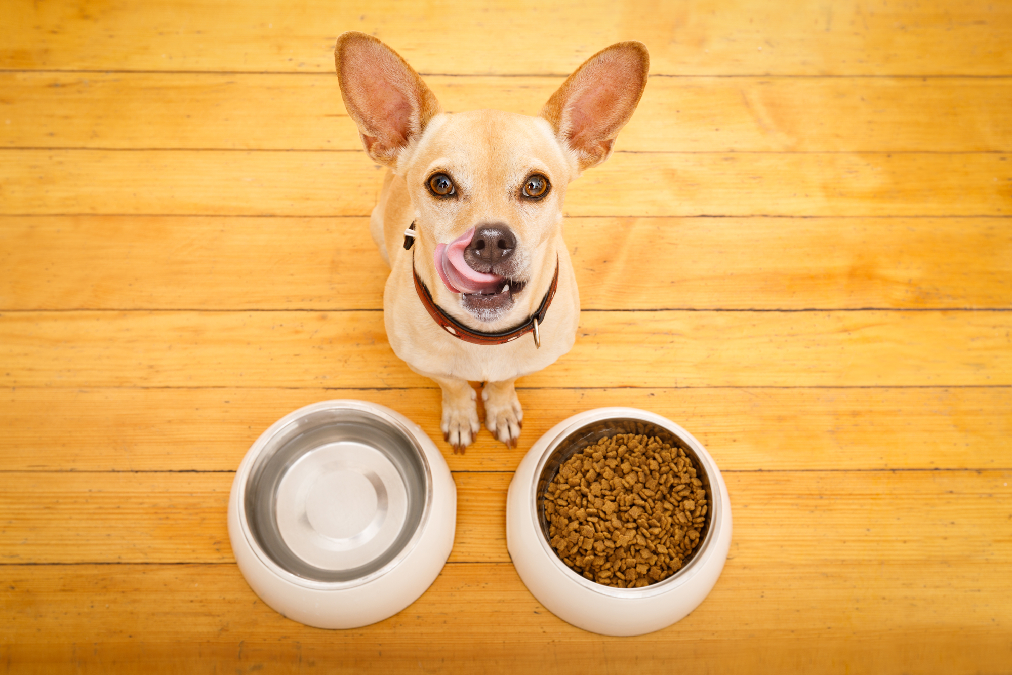 Cane si lecca i baffi davanti a ciotola di crocchette e acqua; concept: pet food