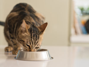 Gatto tigrato mangia da una ciotola; concept: pet food