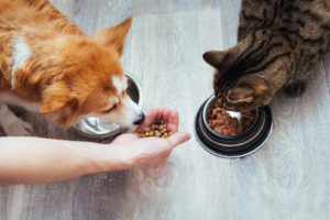Donna porge crocchette a un cane, mentre un gatto mangia dalla ciotola; concept: pet food