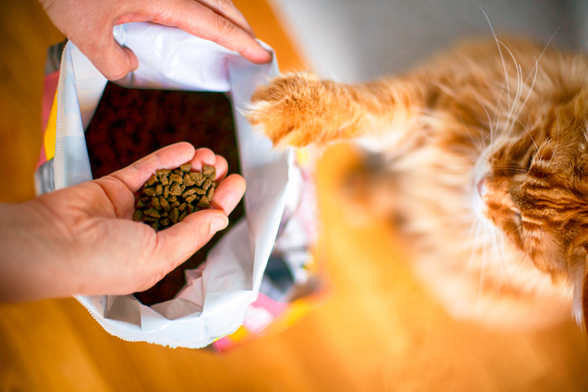 Gatto rosso mette una zampa sul sacco delle crocchette mentre una donne ne tira fuori una manciata con le mani; concept: cibo per gatti, cibo secco, pet food