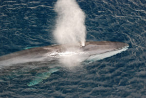 Balena, balenottera comune