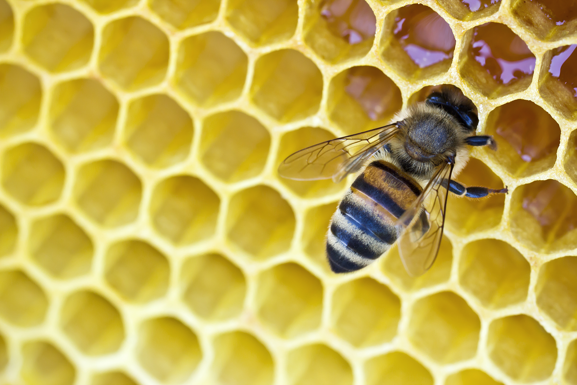 Ape sulle cellette di cera d'api di un alveare deposita miele; concept: apicoltura, impollinatori