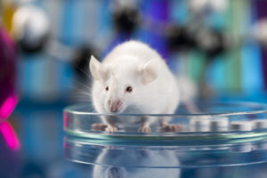 Topo da laboratorio su una piastra petri; concept: sperimentazione animale
