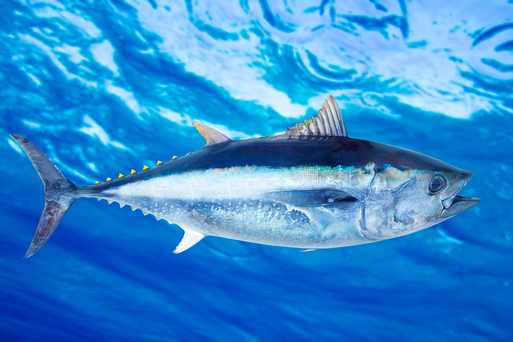Tonno rosso Thunnus thynnus pesce d'acqua salata sott'acqua mare blu