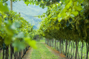 Vigneti estivi nel Nord Italia, filari splendidamente disposti. vigne vigna vino uva
