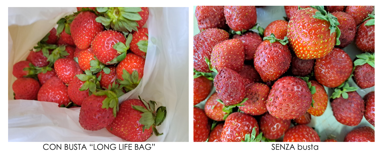Test su fragole conservate con o senza il sacchetto LifeBag (Foto: Sfregola)