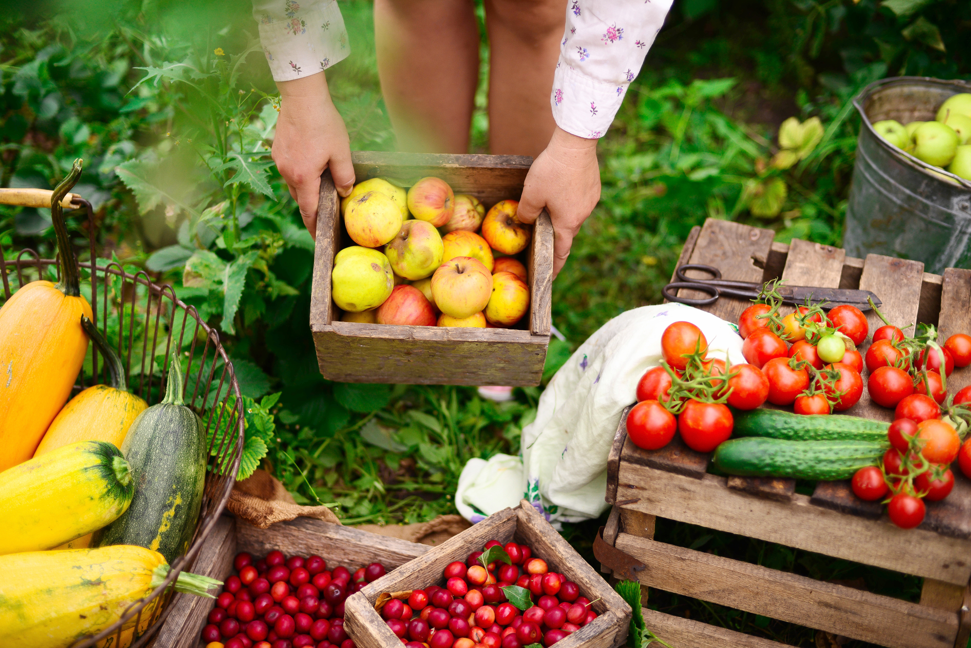 Giovane donna attraente in una fattoria. Donna agricoltore che raccoglie frutta dal suo orto biologico. Agricoltura: donna che raccoglie mele mature in giardino durante l'autunno.