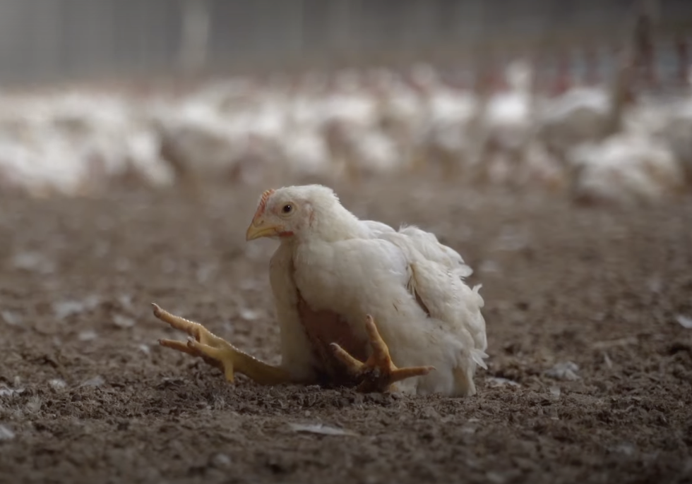 La crescita innaturalmente rapida dei polli impedisce al sistema circolatorio di svilupparsi adeguatamente.