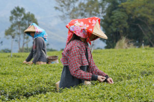 Le persone lavorano nei campi di tè giappone asia cina agricoltura coltivare coltivazioni