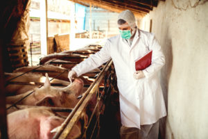 Veterinario suino che controlla un grosso maiale in un porcile. Ispezione di un problema di tubercolosi. allevamento farmaci veterinari antibiotici suini