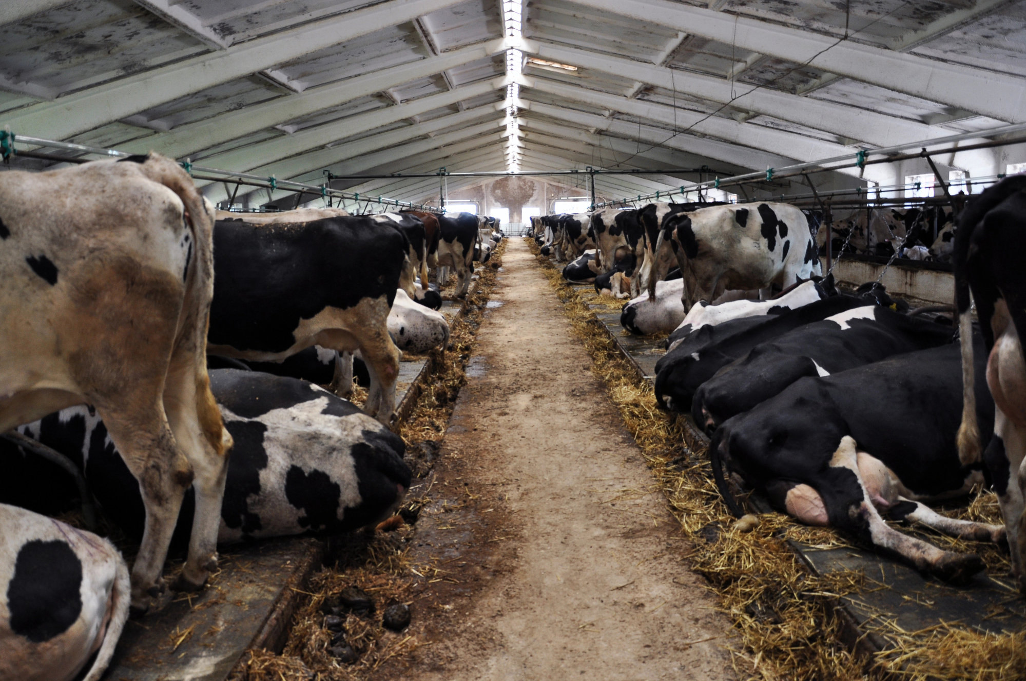 bovini allevamento intensivo stalla carne animali vacche