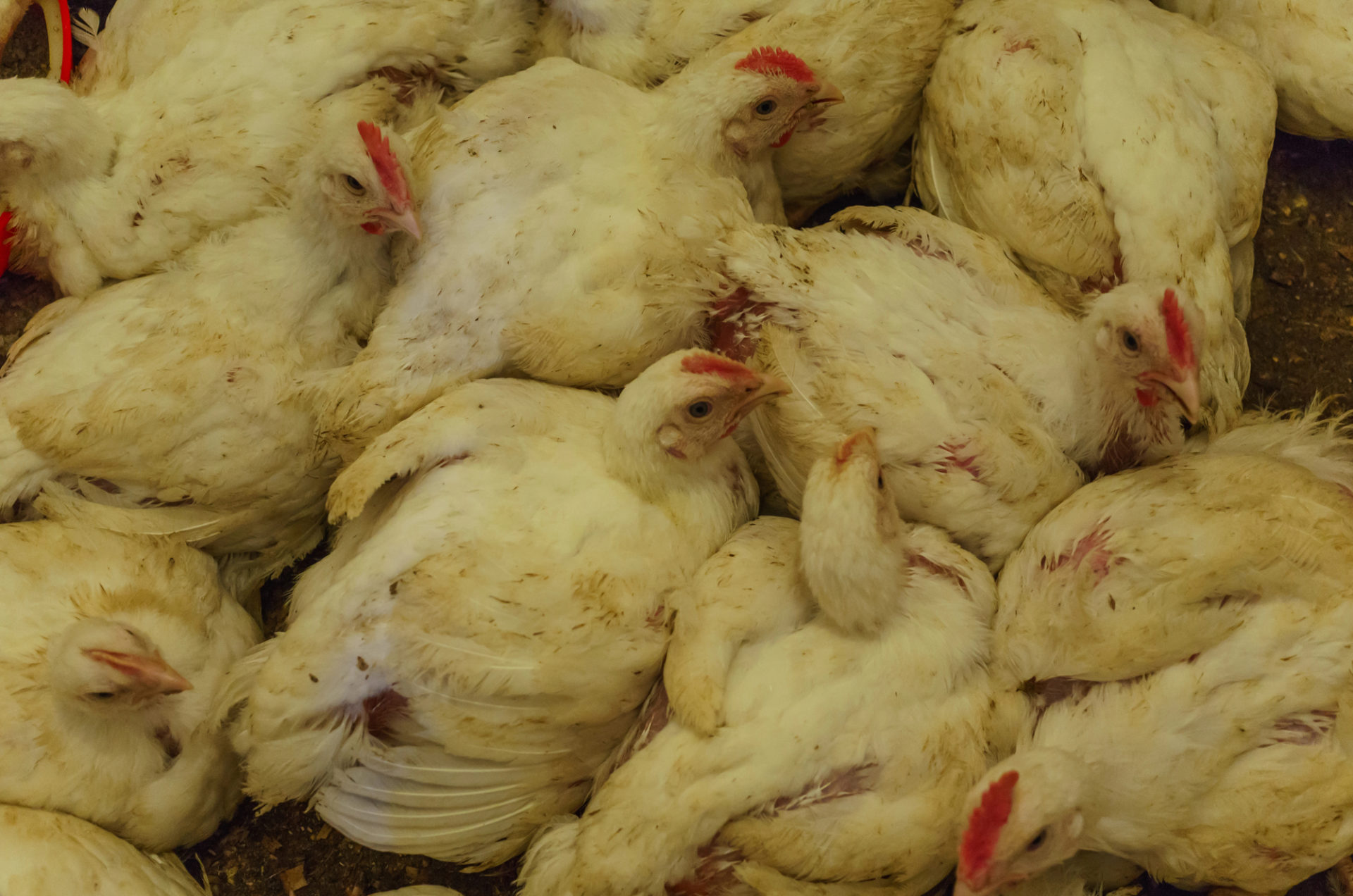 allevamento avicolo allevamento intensivo polli animali carne proteine