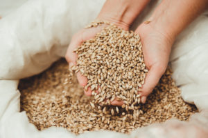 grano grani cereali grano duro agricoltura semi