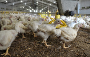 Azienda per l'allevamento di polli da carne fino a un mese e mezzo di età broiler allevamento