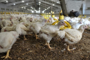 Azienda per l'allevamento di polli da carne fino a un mese e mezzo di età broiler allevamento