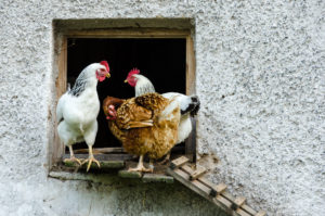 Polli e/o galline in un pollaio domestico