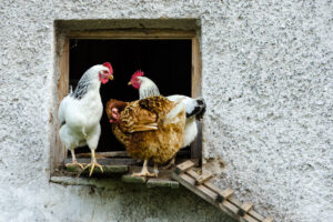 Polli e/o galline in un pollaio domestico