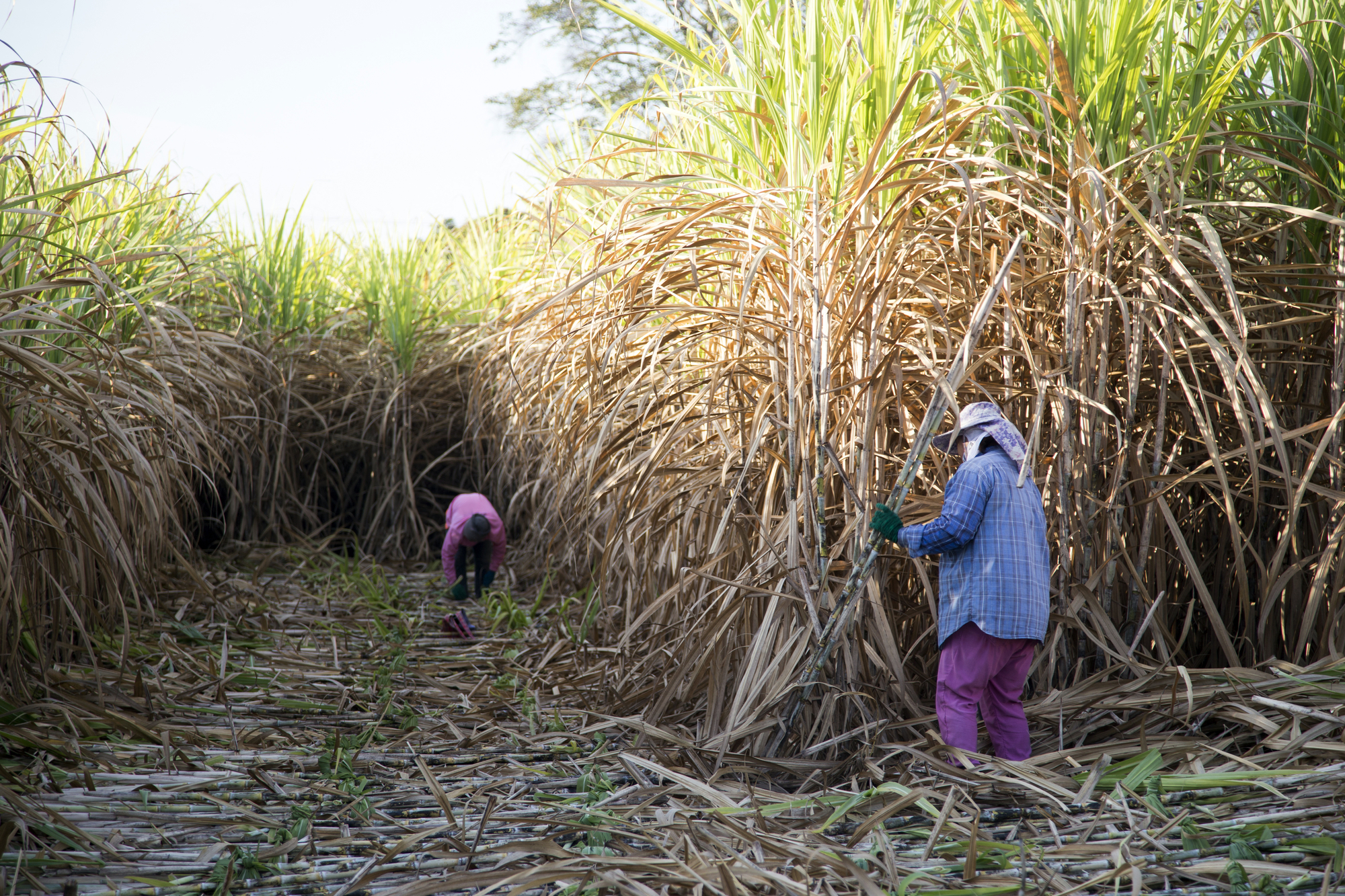 raccolta di canna da zucchero nella stagione fresca nella vita dell'agricoltura campi lavoratori contadini campi 
