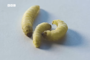 waxworms vermi mangia plastica bbc