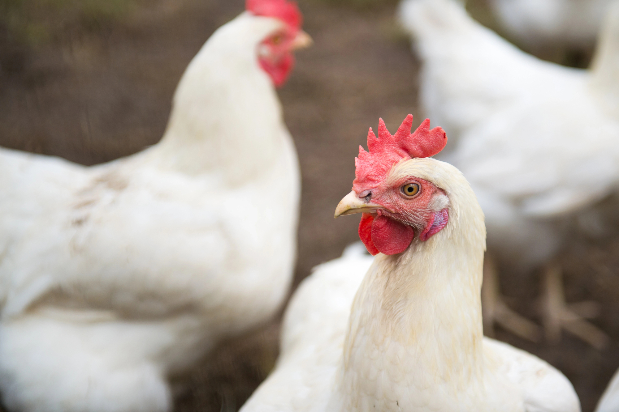 Polli bianchi in un allevamento all'aperto o biologico