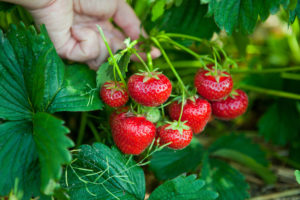 fragole frutta frutti di bosco coltivazioni Depositphotos_5339601_l-2015