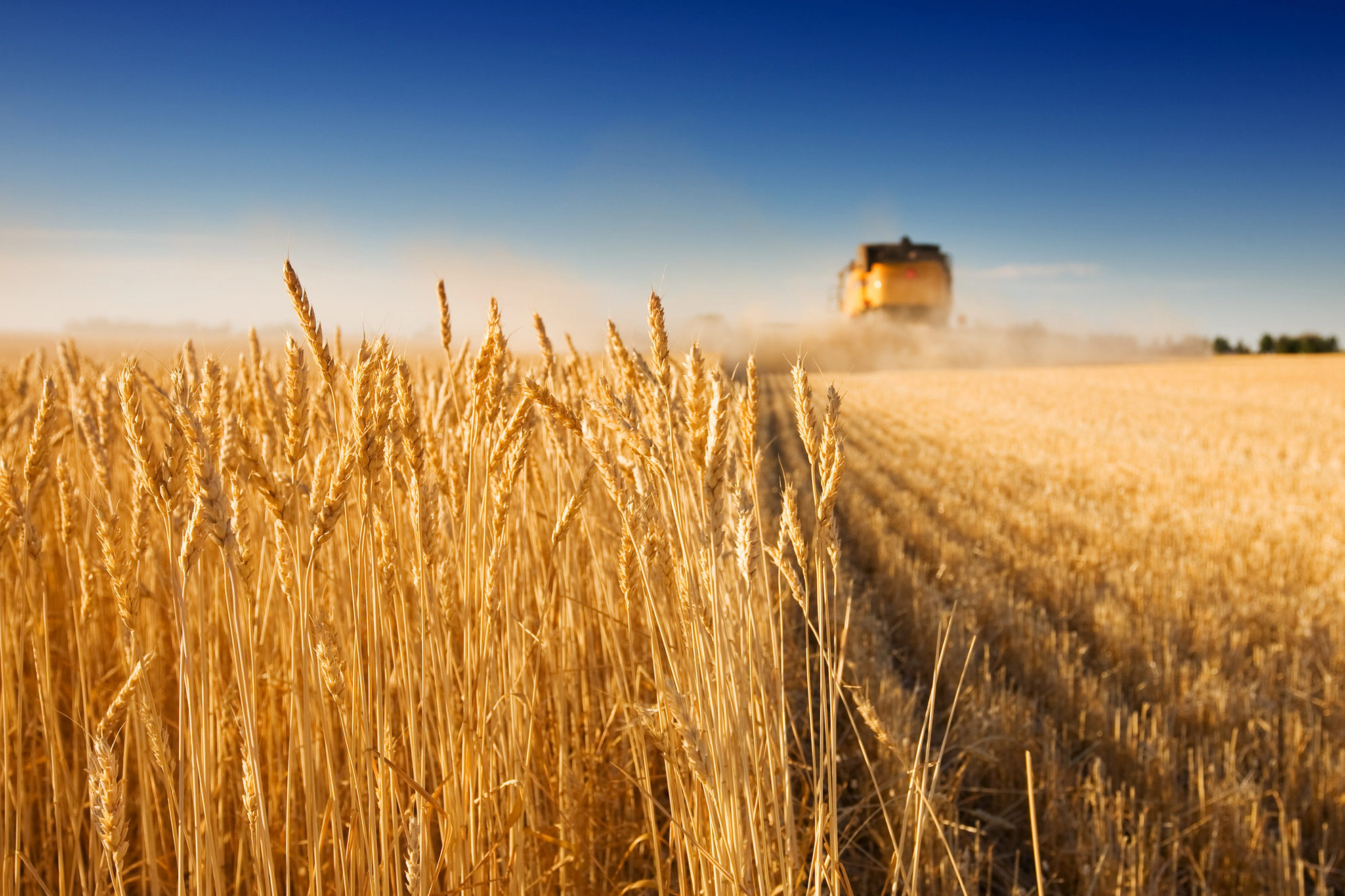 grano duro grano tenero campi coltivazione agricoltura mietirebbia