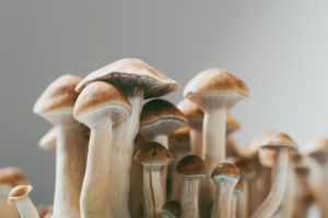 Funghi Psylocibe freschi; concept: funghi psichedelici, allucinogeni, funghetti shrooms