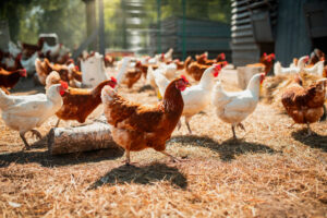 Polli o galline allevati all'aperto