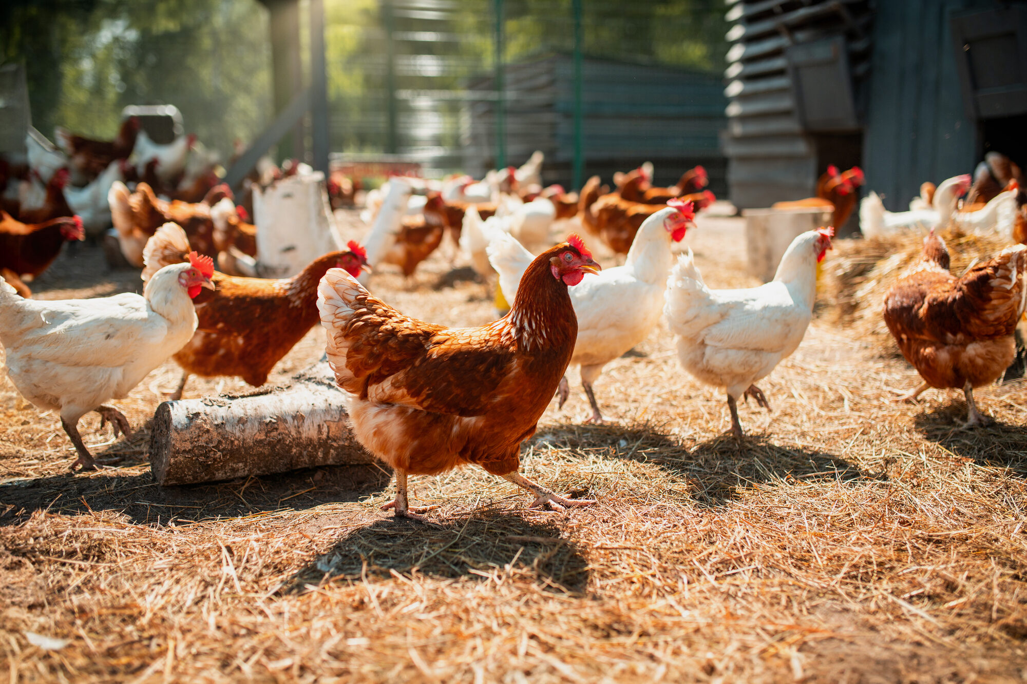 Polli o galline allevati all'aperto