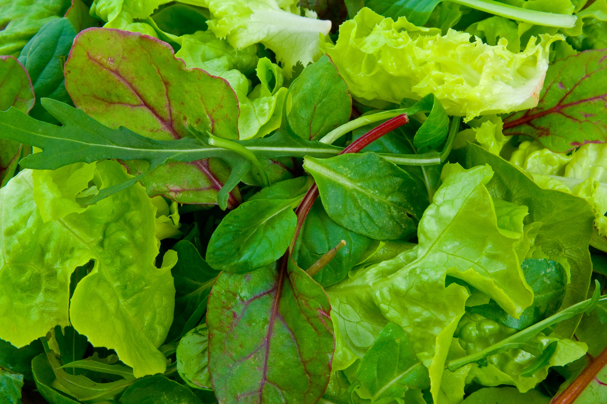 Foglie miste di insalata verde