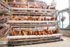 Allevamento di galline in gabbie