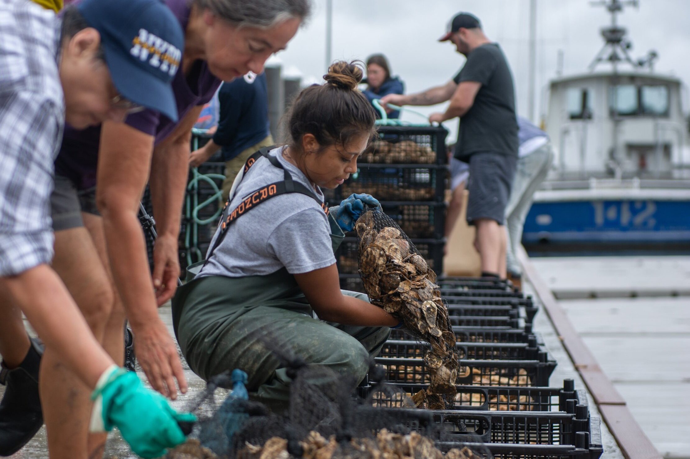 New York State Department of Environmental Conservation (DEC) billion oyster ostriche