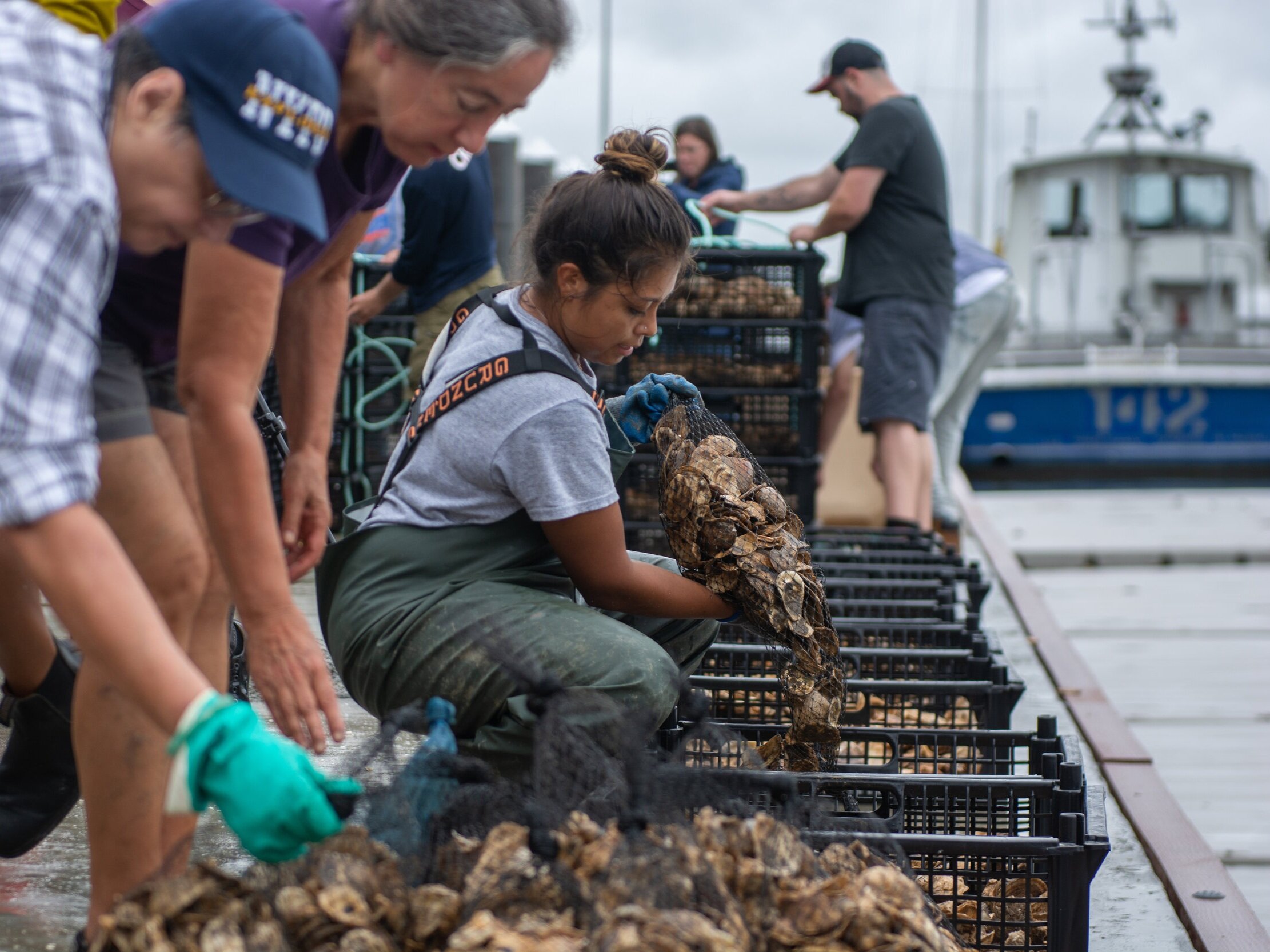 New York State Department of Environmental Conservation (DEC) billion oyster ostriche