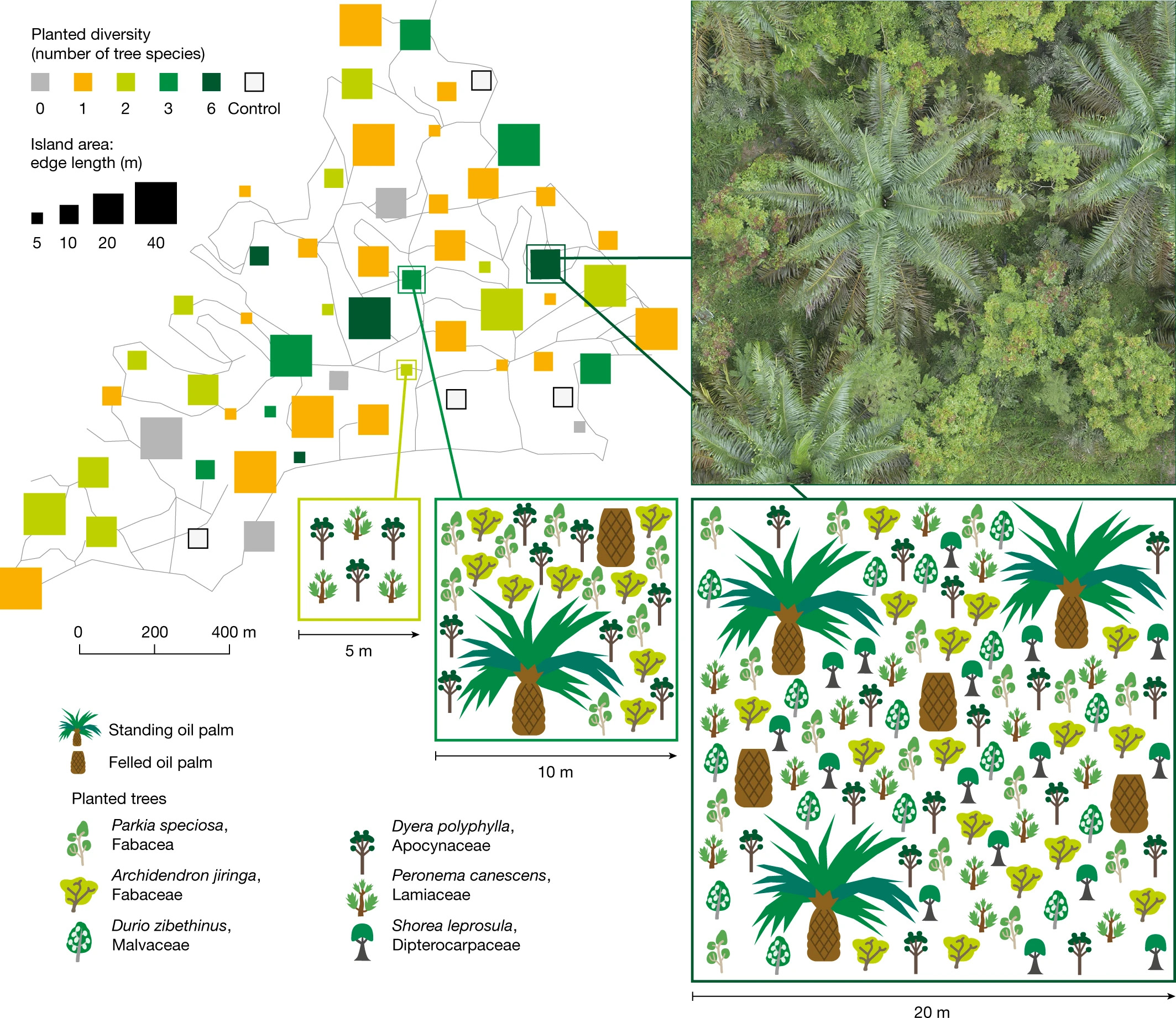 From: Tree islands enhance biodiversity and functioning in oil palm landscapes riforestazione. il grafico sulla riforestazione