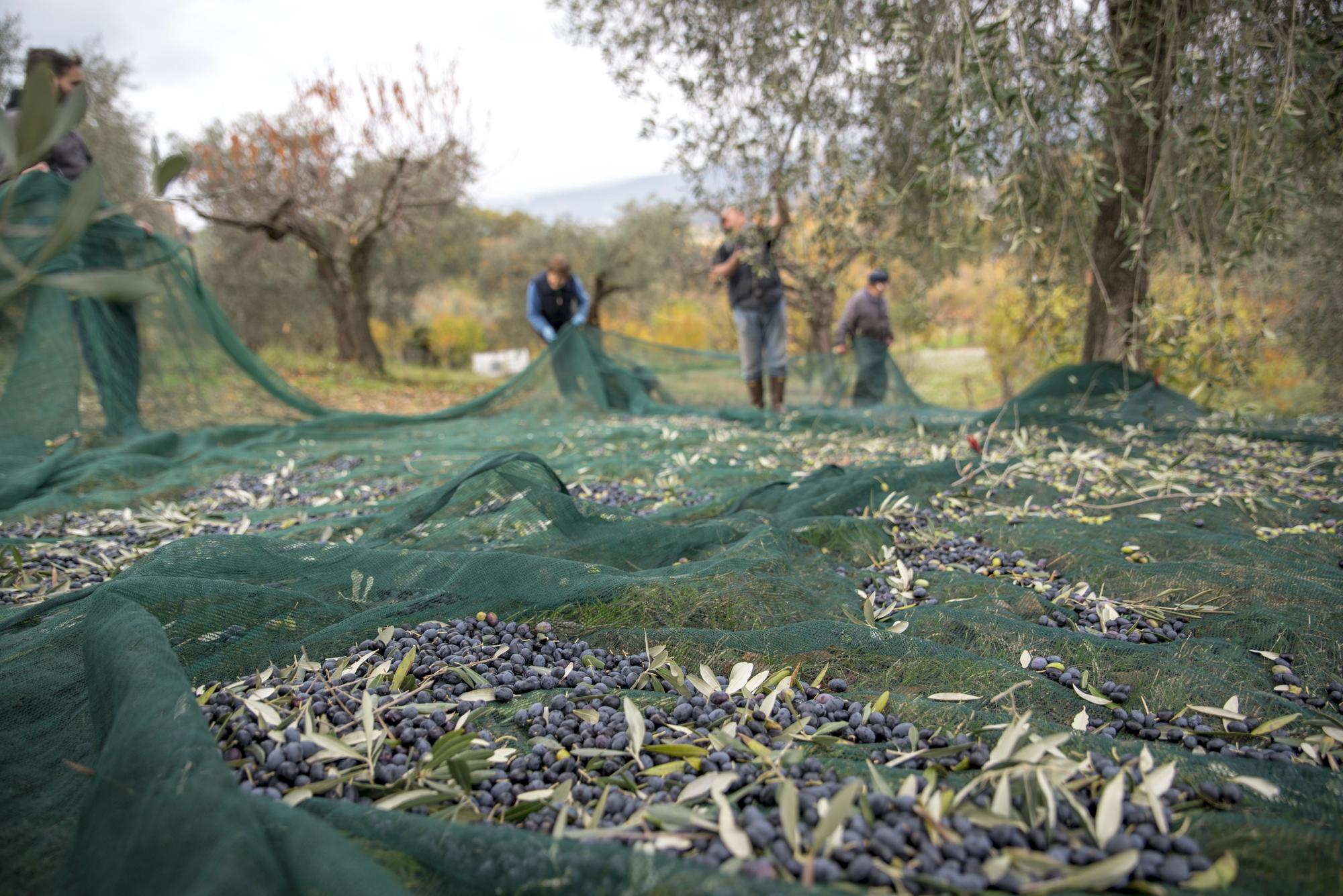 agricoltura raccolta delle olive campi agricoltori Depositphotos_219481158_L