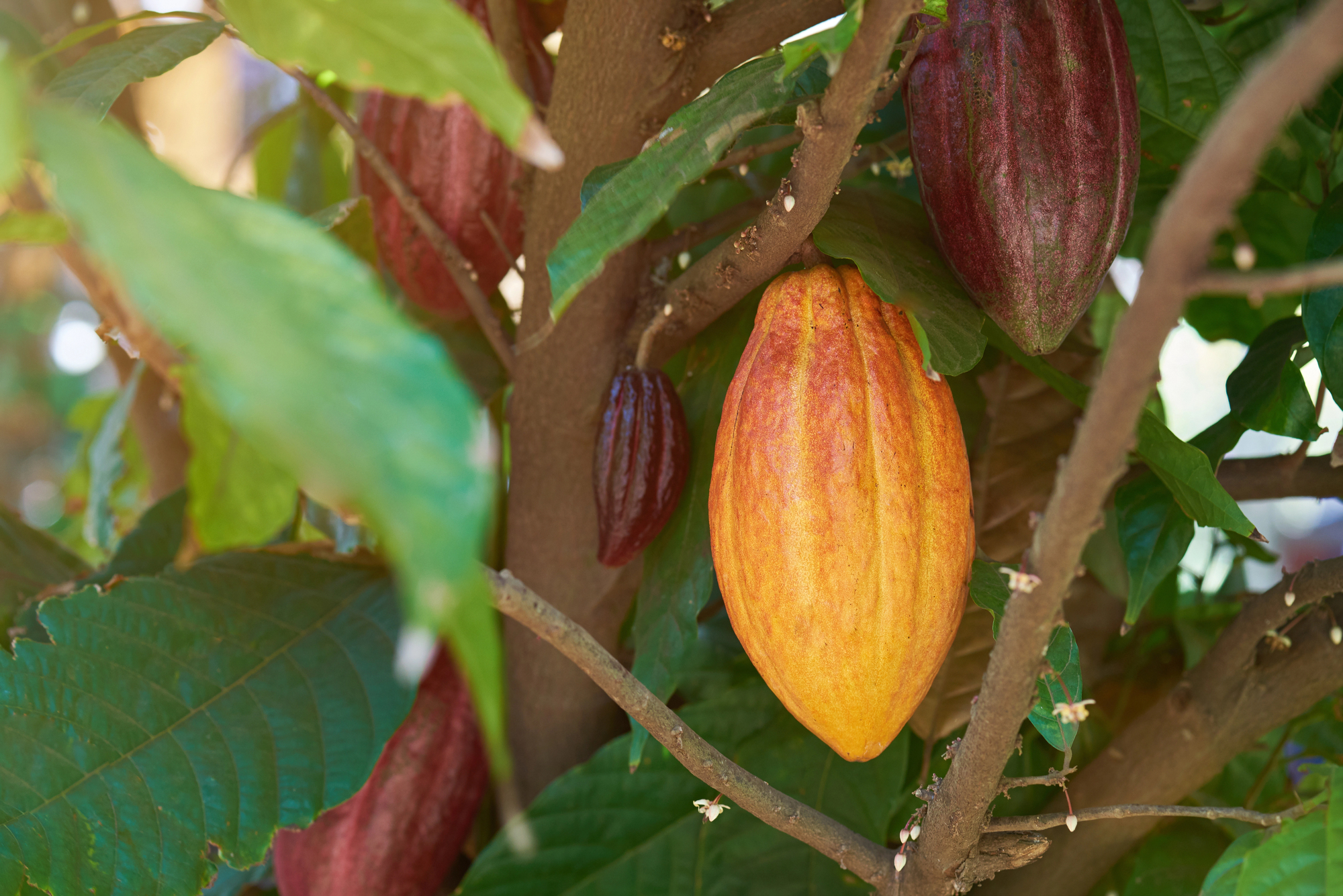 Frutti del cacao su un albero in vari stadi di maturazione