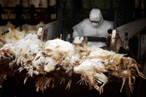 Operatore rimuove carcasse di polli o galline in un allevamento colpito da influenza aviaria