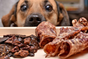 Cane guarda pezzi di carne secca o frattaglie secche; concept: pet food, snack per animali domestici