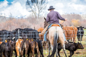 Un cowboy a cavallo in mezzo a un gruppo di vitelli, separati da un rete da altri bovini adulti; concept: ranch, allevamento