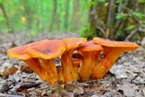 Alcuni funghi Omphalotus olearius (tossici) in un bosco