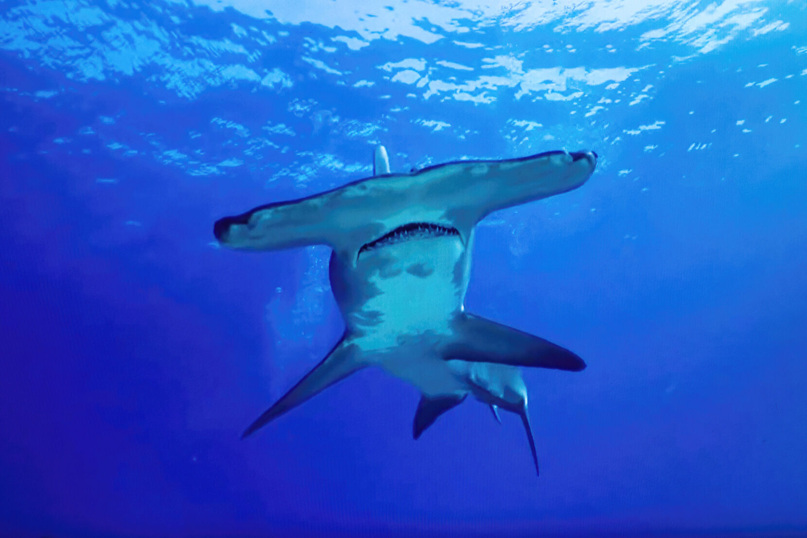 Squalo martello maggiore