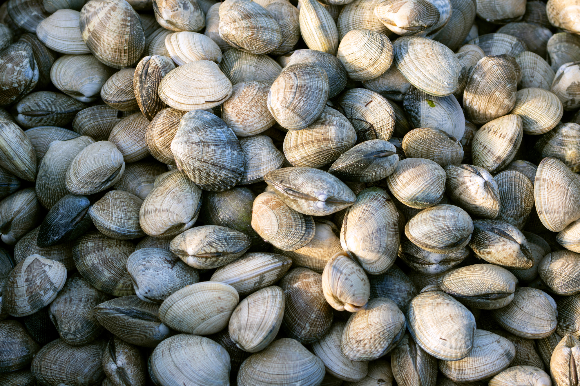 Vongole fresche; concept: molluschi bivalvi