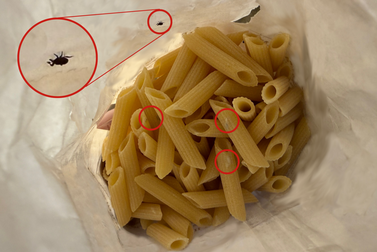 Teste Insetti Insetti neri nella pasta e nella farina: cosa sono?