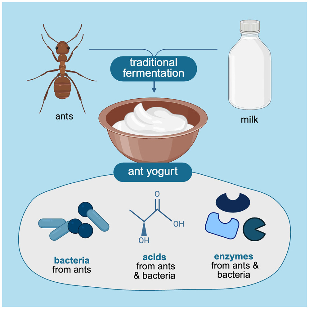 © 2025 The Authors. Published by Elsevier Inc. Making yogurt with the ant holobiont uncovers bacteria, acids, and enzymes for food fermentation Cell iScience.